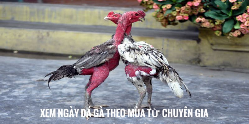 Cách xem ngày Đá Gà theo mùa rất hiệu quả 